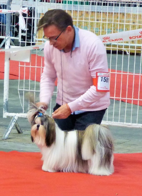 Of Tivoli Garden Happy Dogs - JUNIOR et JACADI champions à l'expo internationale de Marseille