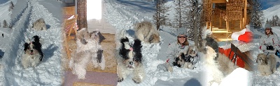 Of Tivoli Garden Happy Dogs - Mes shih tzu aux sports d'hiver