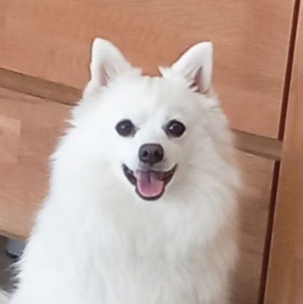 Bella (Sans Affixe)