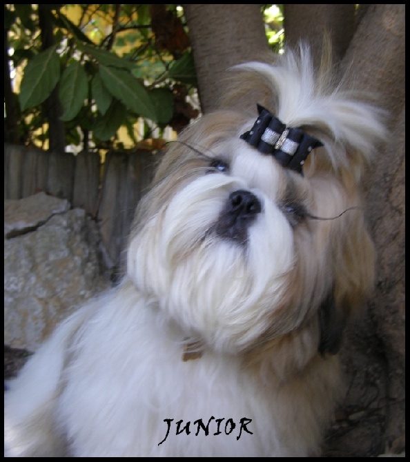Of Tivoli Garden Happy Dogs - Junior se prépare pour sa 1ère EXPO