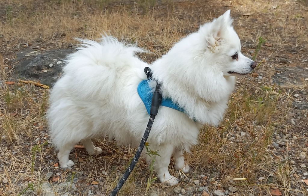 BELLA