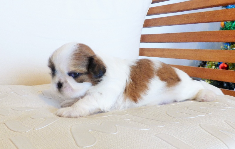 LYLO
