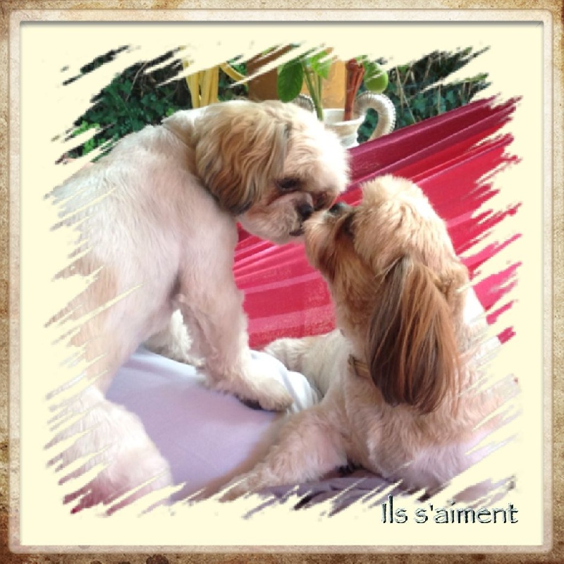 Chiens de l'élevage-Divers