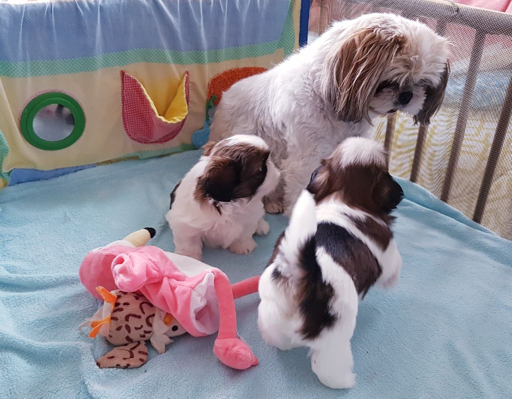 Chiot Shih Tzu Of Tivoli Garden Happy Dogs